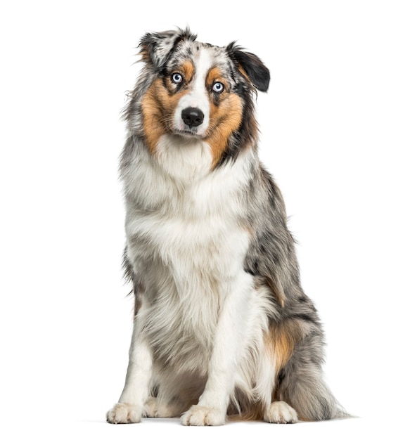 Australian Shepherd dog sitting against white background