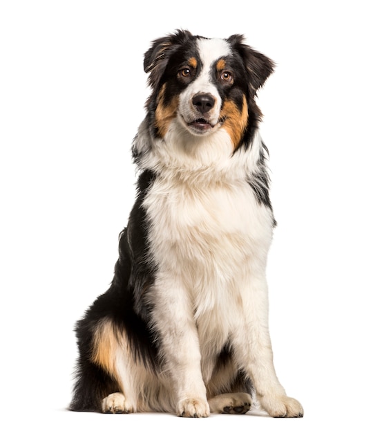 Australian Shepherd dog sitting, cut out