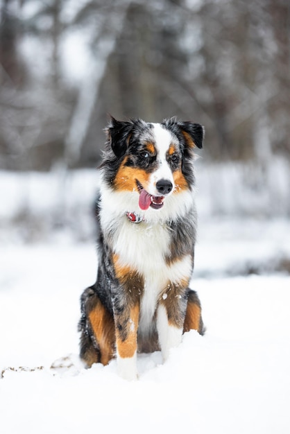 품종의 충성심과 아름다움을 포착하는 아름다운 겨울 풍경을 배경으로 서 있는 오스트레일리언 셰퍼드 개