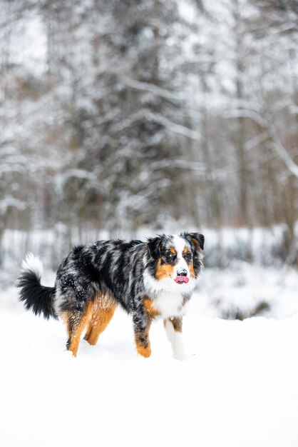 오스트레일리언 셰퍼드 개는 품종의 충성심과 보호성을 보여주는 아름다운 겨울 풍경을 지켜보고 있습니다.