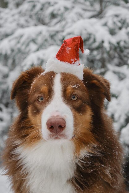 Australian Shepherd Dog wears red Santa Claus hat on head and sits in snowy forest in winter