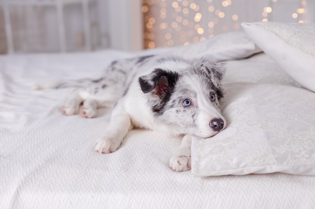 Australian Shepherd dog