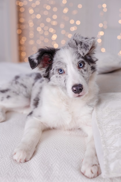 オーストラリアンシェパードの犬