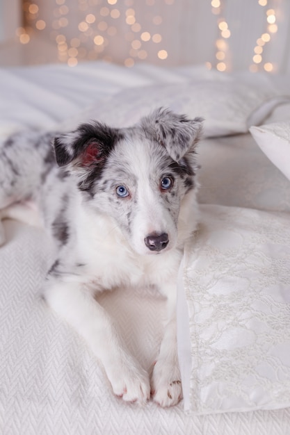 Australian Shepherd dog