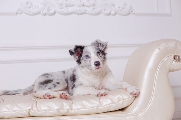 Australian Shepherd dog