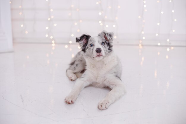 Australian Shepherd dog