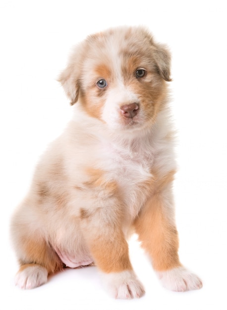 australian shepherd dog