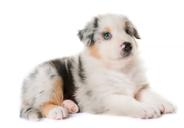 australian shepherd dog