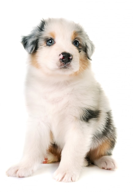 australian shepherd dog