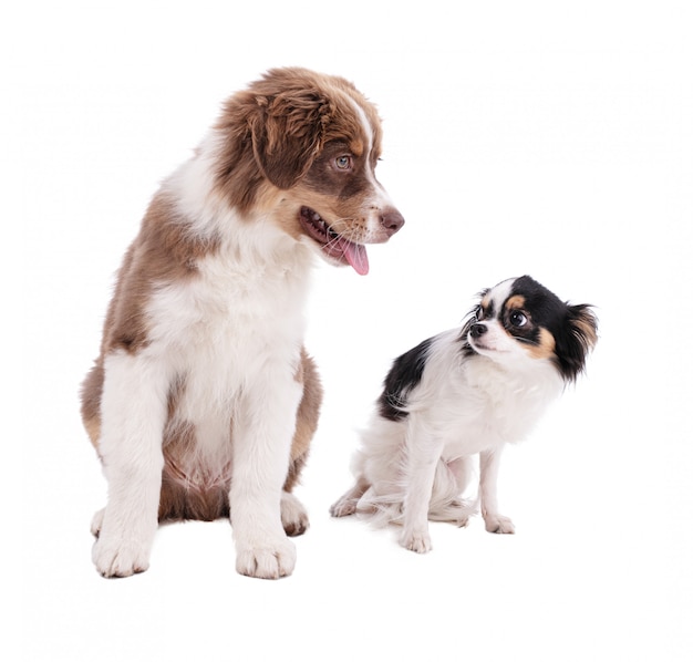 Australian shepherd dogs