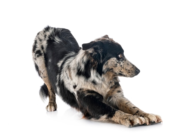 Australian shepherd in front of whiet background