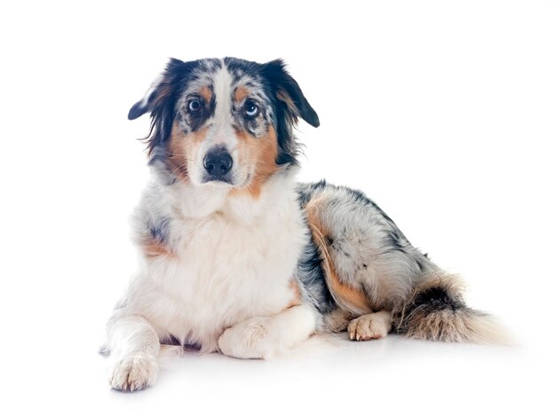 Photo australian shepherd in front of white background