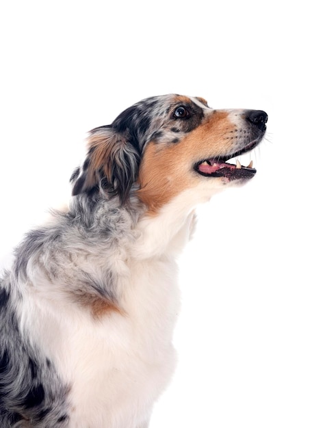 白い背景の前にあるオーストラリアの羊飼い