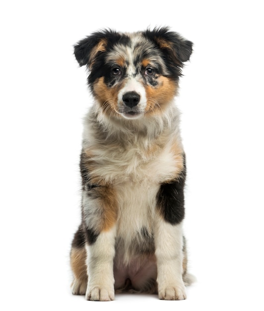 Australian Shepherd in front of a white wall