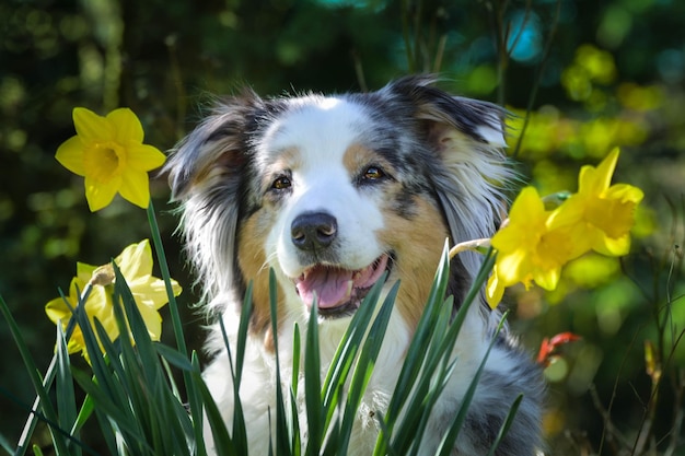 Australian Shepherd in the garden near yellow daffodils.