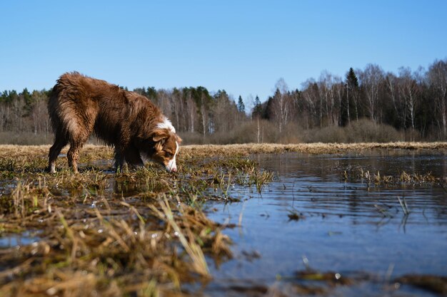 Australian Shepherd is dirty and happy on walk outside Thoroughbred dog near pond on sunny day Australian Shepherd puppy stands in puddle and sniffs or wants to drink water