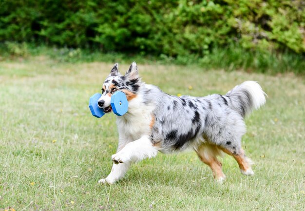 Australian shepherd is training for obedience competition in a club