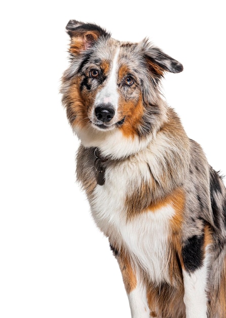 Australian Shepherd isolated on white wearing a collar isolated on white