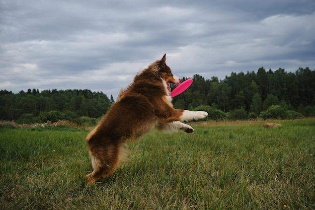 Australian Shepherd jumps and catches flying disc with teeth Side view Aussie playing