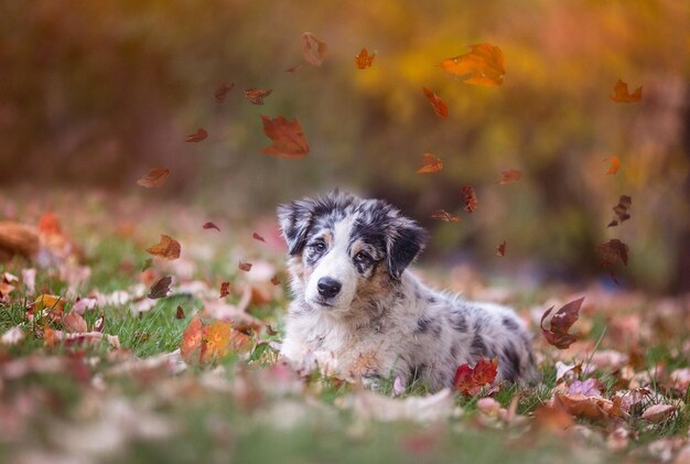 Australian Shepherd liggend op de grond in een herfstpark