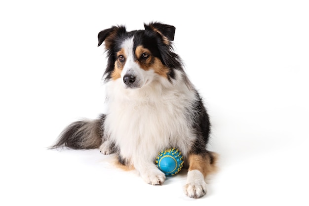 Foto australian shepherd liggend op een witte achtergrond