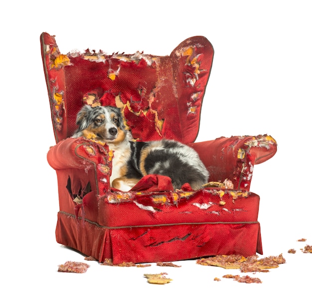 Australian Shepherd lying on a detroyed armchair, isolated