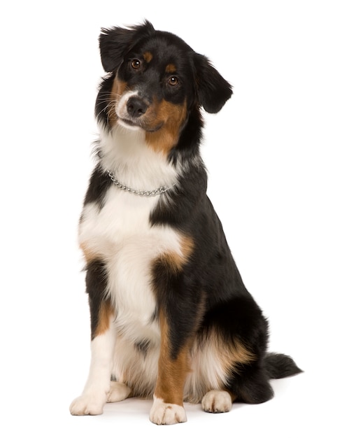 Australian Shepherd met 7 maanden oud. Geïsoleerd hondportret