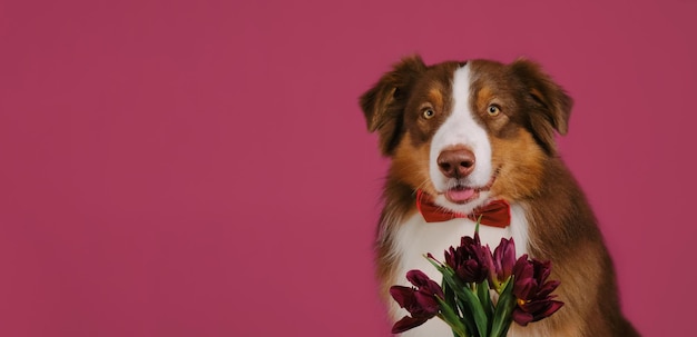 Australian Shepherd met vlinderdas en boeket tulpen Lentebloemen banner met kopieerruimte