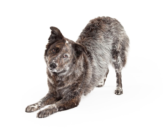 Australian Shepherd Mix Breed Dog Bowing