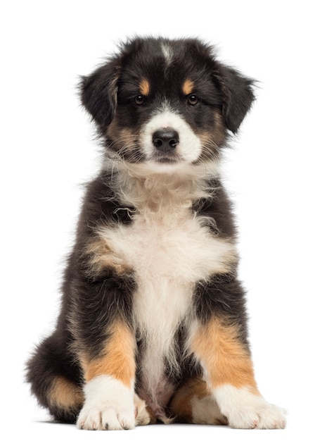 Australian Shepherd puppy (8 weeks old) sitting and looking at the camera