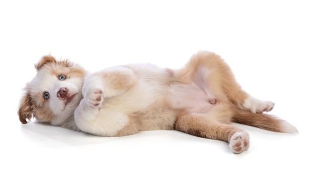 Australian Shepherd Puppy on the back on white background