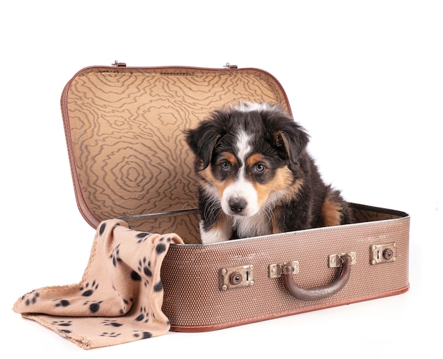 Australian shepherd puppy isolated in suitacase on white background