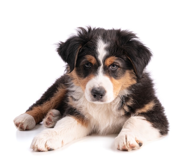 Australian shepherd puppy isolated on white background