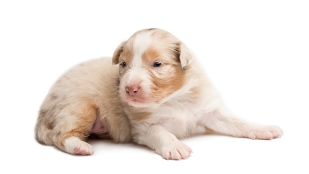 Australian Shepherd puppy, liegen en wegkijken tegen een witte achtergrond