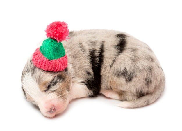 Australian shepherd puppy, liggend en het dragen van een muts tegen een witte achtergrond