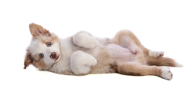 Australian Shepherd Puppy liggend op je rug op wit geïsoleerd