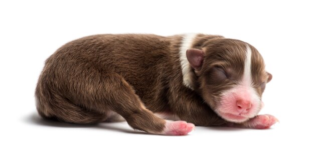 Australian Shepherd puppy, liggend tegen een witte achtergrond