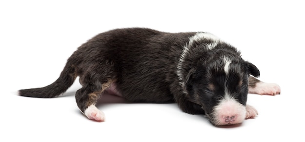 Australian Shepherd puppy, liggend tegen een witte achtergrond