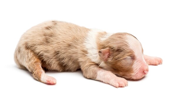 Australian Shepherd puppy, liggend tegen een witte achtergrond