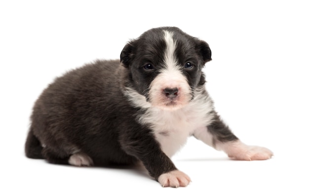 Australian Shepherd puppy, lying against white background