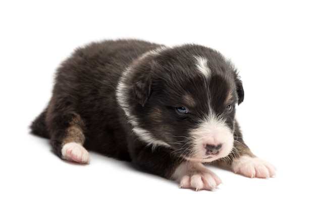 Australian Shepherd puppy, lying against white background