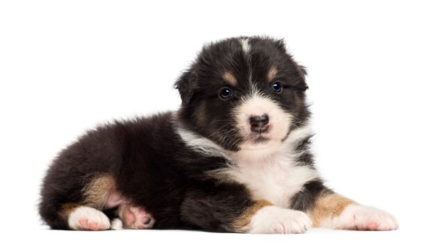 Australian Shepherd puppy, lying against white background