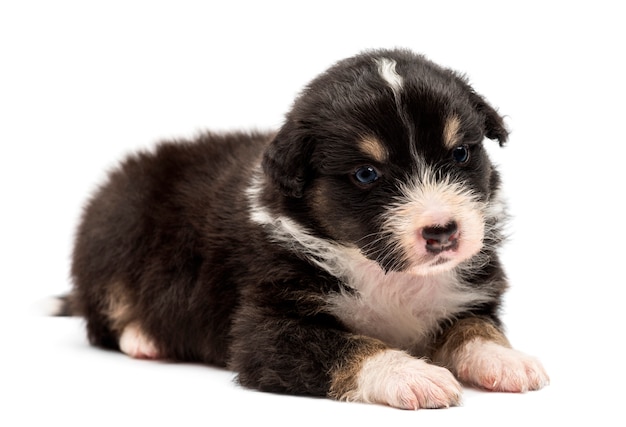 Australian Shepherd puppy, lying and looking away against white background