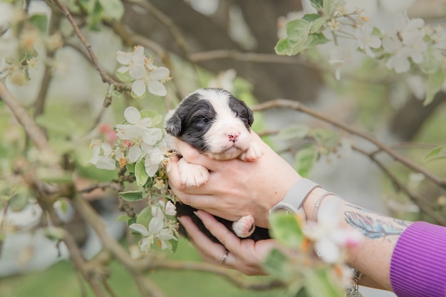 オーストラリアンシェパードの子犬生まれたばかりの子犬手の中の子犬かわいい子犬