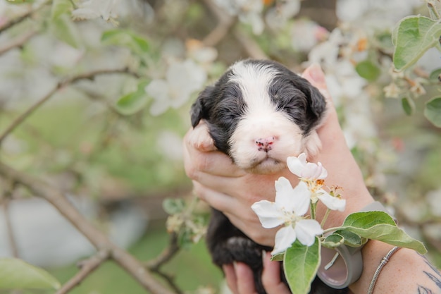 オーストラリアンシェパードの子犬生まれたばかりの子犬手の中の子犬かわいい子犬