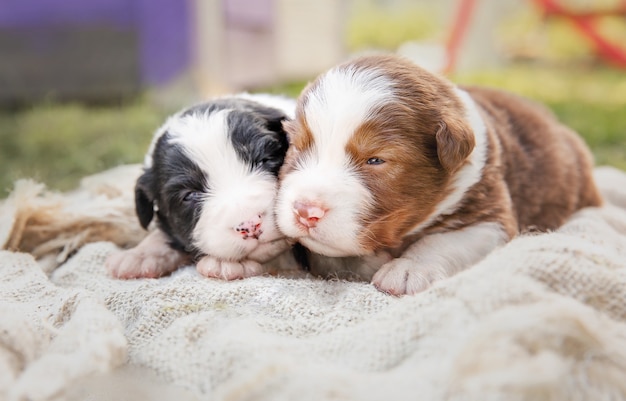 オーストラリアンシェパードの子犬生まれたばかりの子犬手の中の子犬かわいい子犬