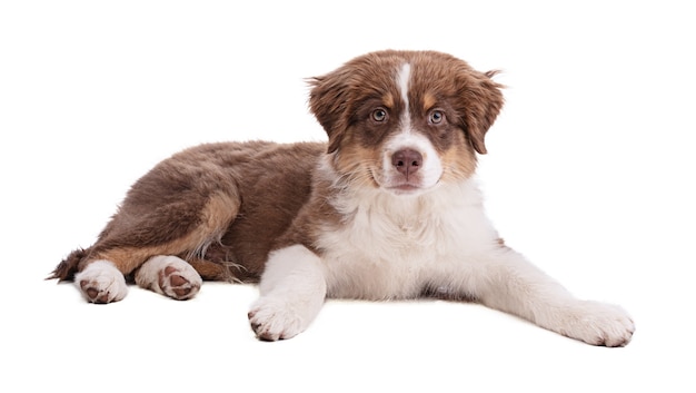 Australian shepherd puppy op witte kamer