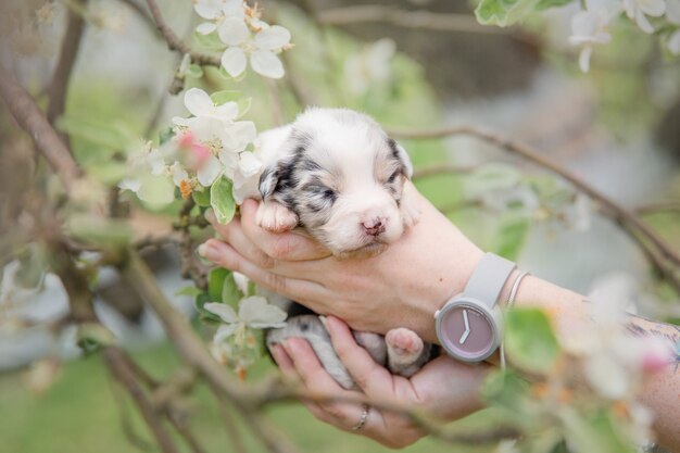 Australian Shepherd Puppy Pasgeboren puppy Puppy in de handen Schattige kleine puppy