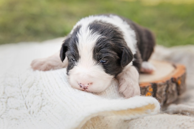 Australian Shepherd Puppy Pasgeboren puppy Puppy in de handen Schattige kleine puppy