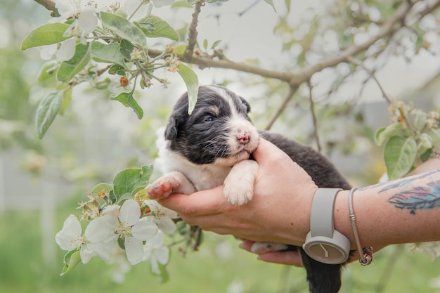 Australian Shepherd Puppy Pasgeboren puppy Puppy in de handen Schattige kleine puppy